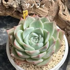 ❣️ラズベリーアイス❣️現品 エケベリア 寄せ植え 多肉弁当 多肉植物