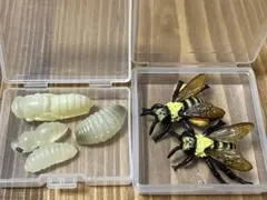 2026年最新】スズメバチの人気アイテム - メルカリ