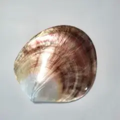 黒蝶貝　貝殻