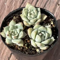 きなこ様 リクエスト 2点 まとめ商品