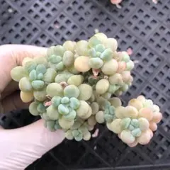 2026年最新】抜き苗の人気アイテム - メルカリ