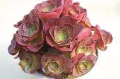 28#多肉植物アエオニウム錦❤️ ハロウィンイ黒魔 ❤️10頭20cm拔き苗