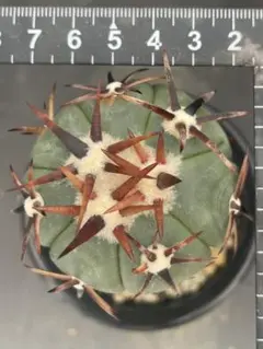 k.k様 リクエスト 2点 まとめ商品