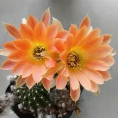 花サボテン カキコ 1個 - メルカリ