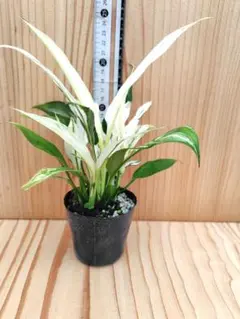 斑入り 折熨斗万年青抜き苗 - メルカリ