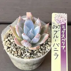 ＊あゆみ様専用＊多肉植物　ブルーバニラ