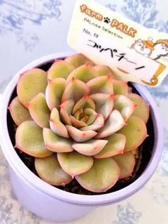 2025年最新】ファームパルクの人気アイテム - メルカリ