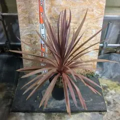 Junichi Fujiwara様 リクエスト 2点 まとめ商品