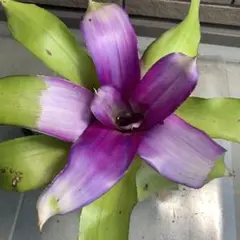 Neoregelia Passion Hybrid