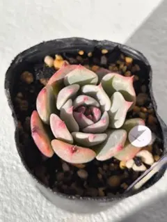 2025年最新】エケベリア相談室の人気アイテム - メルカリ