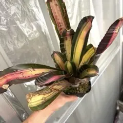 エクメア　ロベルトメネスカルのサムネイル