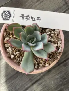 2025年最新】青典牡丹 多肉の人気アイテム - メルカリ