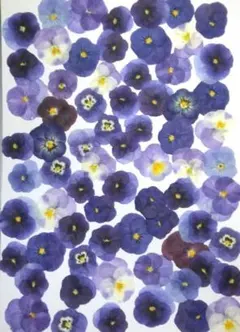 Item thumbnail for item e4bc68e0-216b-4981-9ecb-f31da074d375