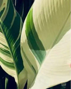 斑入りバナナ　中型観葉植物 緑白ストライプ 斑入りバナナ 中型観葉植物 緑白ストライプ 斑入りバナナ 中型