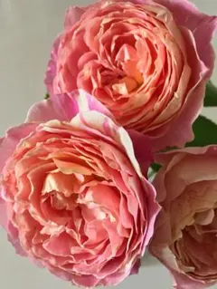 力様専用」 切り花品種バラ苗 レアバラ - メルカリ