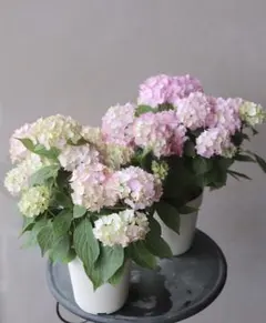 なな様 リクエスト 2点 まとめ商品