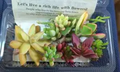 多肉植物 詰め合わせセット(銘月、花月、虹の玉、乙女心、オウレイ他）