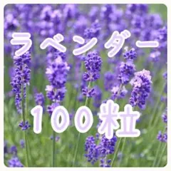 増量中です！　イングリッシュラベンダー　種　100粒　ラベンダーのサムネイル