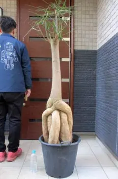 2026年最新】ブラキキトン ルペストリスの人気アイテム - メルカリ