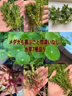 メダカも喜ぶこと間違いなし！水草7種盛り　無農薬ビオトープのサムネイル