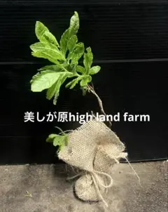 レンゲツツジの苗木　根上丈　約30㎝‼️綺麗なオレンジの花♪のサムネイル