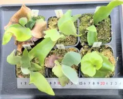 2025年最新】マイアミタツタの人気アイテム - メルカリ