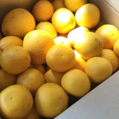 ヘタなし訳あり河内晩柑