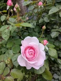 haruママ様 リクエスト 2点 まとめ商品