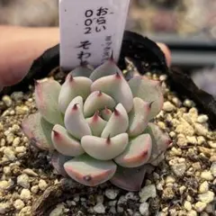 2026年最新】おらいさん苗 そわそわの人気アイテム - メルカリ