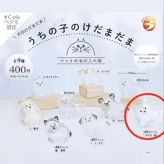 うちの子のけだまだま　犬　ガチャガチャ　白チワワ