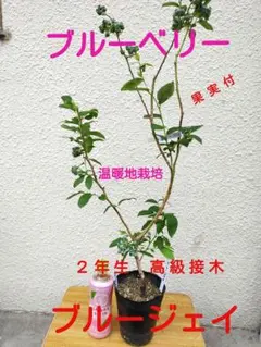ブルーベリー苗シャープブルー＆ブリジッタ大苗2本セット - メルカリ