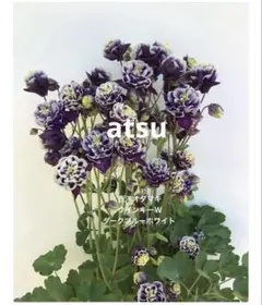 西洋オダマキ　ウィンキーW ダークブルーホワイト　25粒　花の種のサムネイル