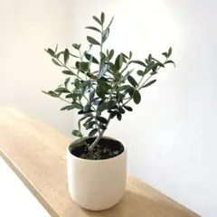 うさぎおいし様 リクエスト 2点 まとめ商品