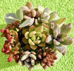 F. 多肉植物 カット苗セット 寄せ植え 詰め合わせ