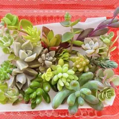 ⑩寄せ植えセット カット苗 詰め合わせ 多肉植物