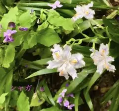 ファームかずにゃん【即購入OK】様 リクエスト 2点 まとめ商品