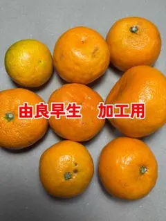 ゆら早生みかん　★加工用　★サイズミックス　★加工用