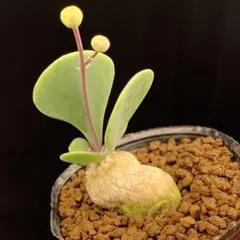 2025年最新】塊根の人気アイテム - メルカリ