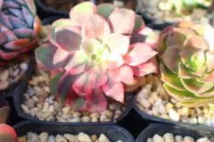 2025年最新】錦 アエオニウムの人気アイテム - メルカリ