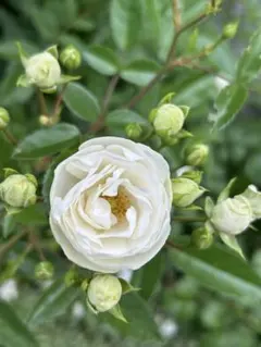 バラ　苗　蕾付きのサムネイル
