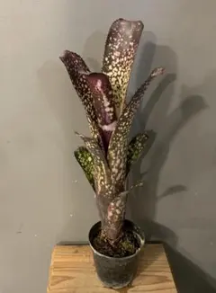 2026年最新】ビルベルギアの人気アイテム - メルカリ