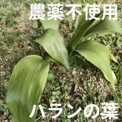 葉蘭 ハラン 盛り付け用の葉 飾り 抗菌