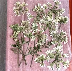 Item thumbnail for item 7c910ca3-5049-44da-b031-eaa38ea8dbc5