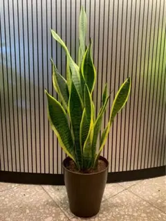 希少開花株】サンスベリア 観葉植物 今咲いてます - メルカリ