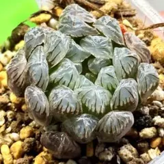 白雪絵巻 超美株 ハオルチア 観葉植物 37 - メルカリ