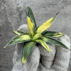 2025年最新】アガベサンキングの人気アイテム - メルカリ