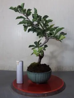 ミニ糸魚川真柏創作盆栽(タヌキ)ミニ盆栽(検索用 黒松、五葉松、盆栽鉢