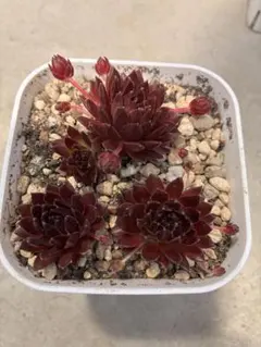 349 紫霞仙子 多肉植物 アエオニウム 抜き苗 - メルカリ