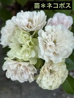 バラ　グリーンアイス　揷し木苗＊ネコポス