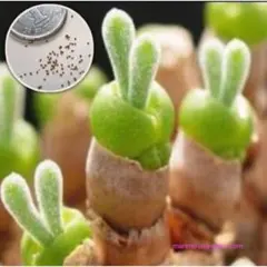 Yumiko様 リクエスト 2点 まとめ商品